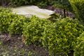 Buxus microphylla Kingsville Dwarf-1 Bukszpan drobnolistny
